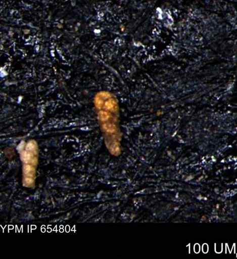 Verneuilinoides kansasensis