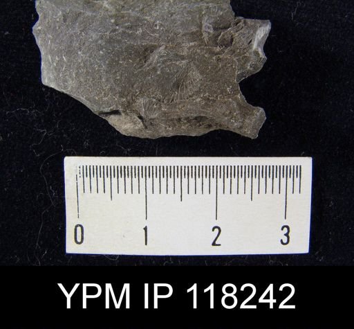 Dalmanella elegantula submedia