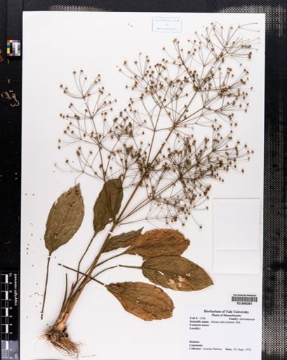 Alisma subcordatum
