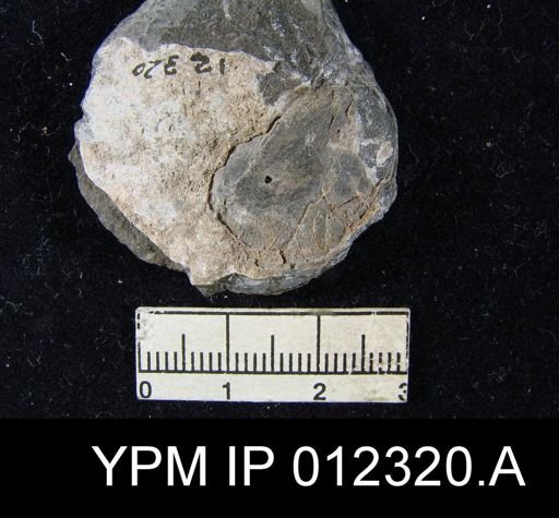 Martinia rhomboidalis