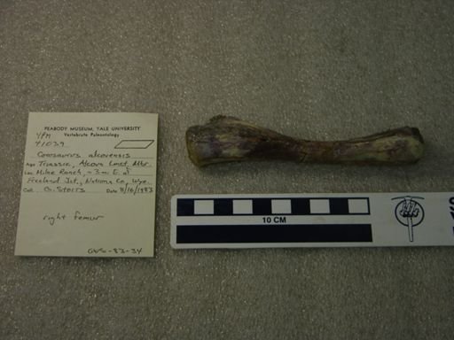 Corosaurus alcovensis