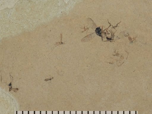 Coleoptera?