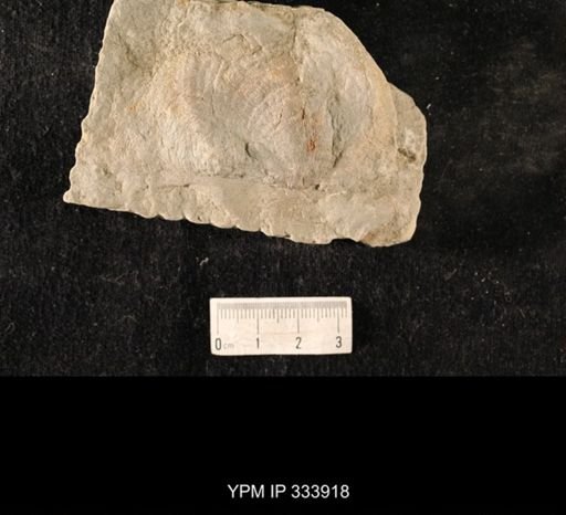 Echinoconchus vittata