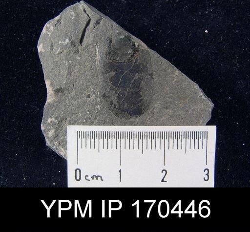 Lingula nympha
