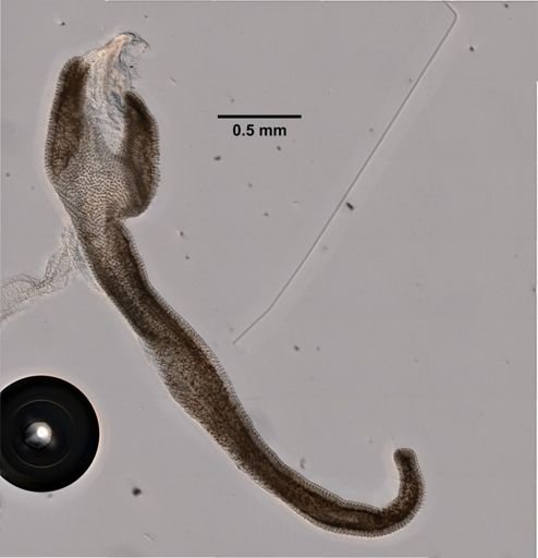 Erenna laciniata