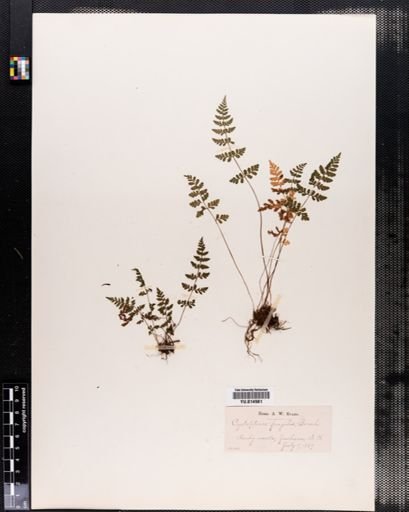 Cystopteris fragilis