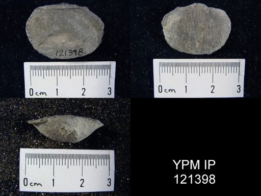 Atrypa sp.