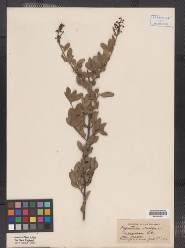 Ligustrum vulgare