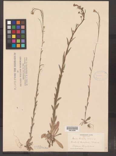Arabis hirsuta pycnocarpa