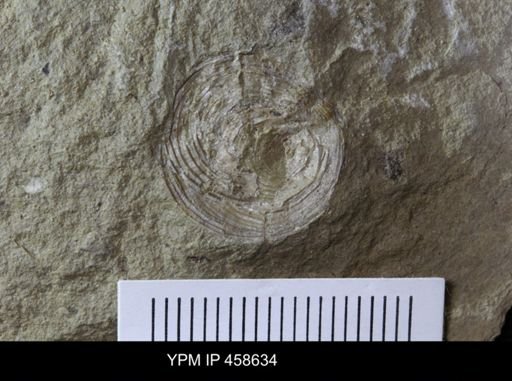 Orbiculoidea sp.