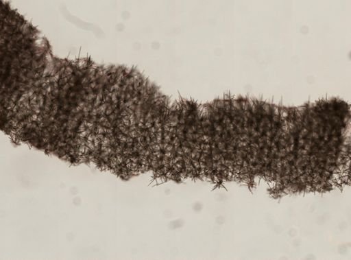 Myxilla