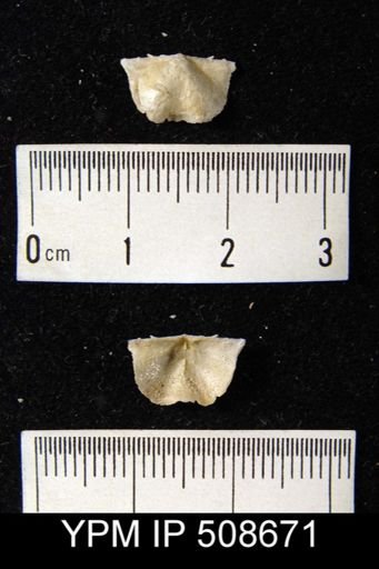 Chonetes verneuilianus