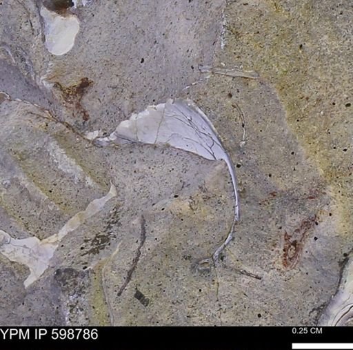 undet. Mollusca