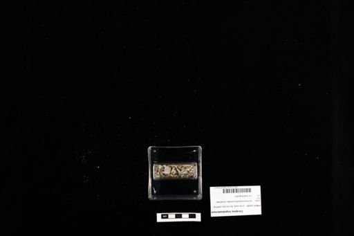 Cordylus tropidosternum