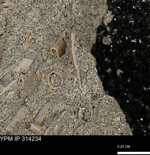 undet. Scaphopoda