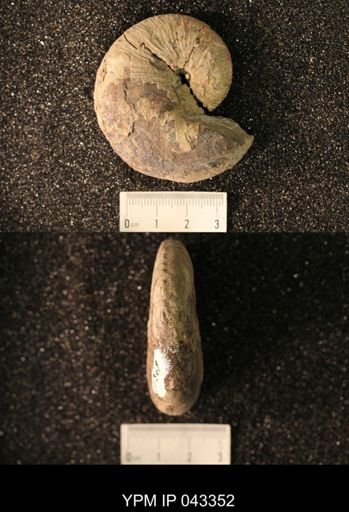 Hoploscaphites nicolletii