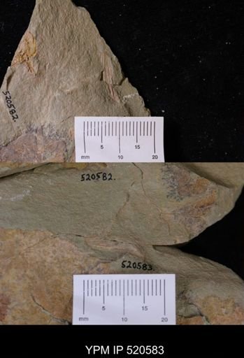 undet. Hyolithida