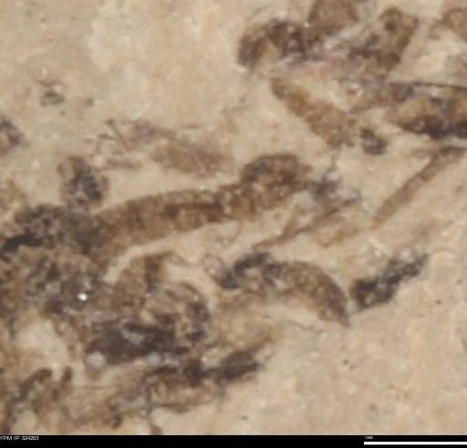 undet. Insecta