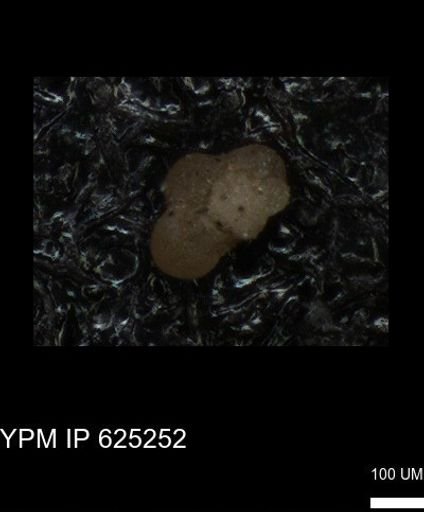 undet. Foraminiferida