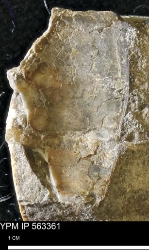 undet. Mollusca