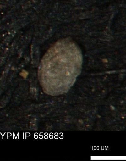 Spirolocammina subcircularis