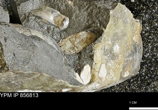 Belemnitella bulbosa