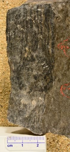 Calamites sp.
