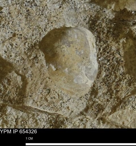 Mollusca