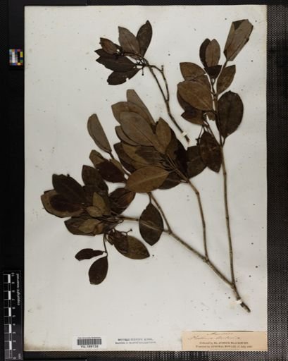 Plantae