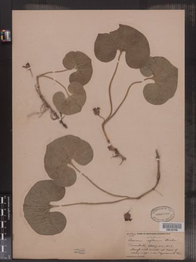 Asarum reflexum