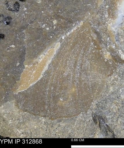 undet. Bivalvia