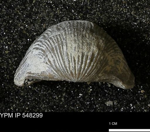 Stropheodonta subnavalis