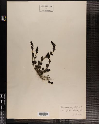 Plantae