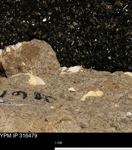 undet. Mollusca