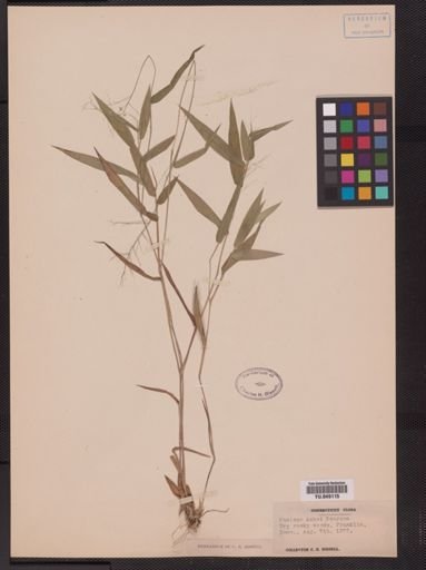Panicum ashei