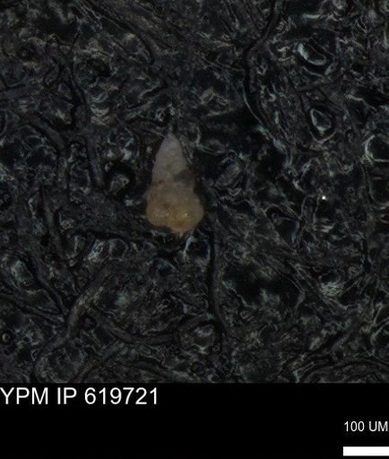 undet. Heterohelicidae