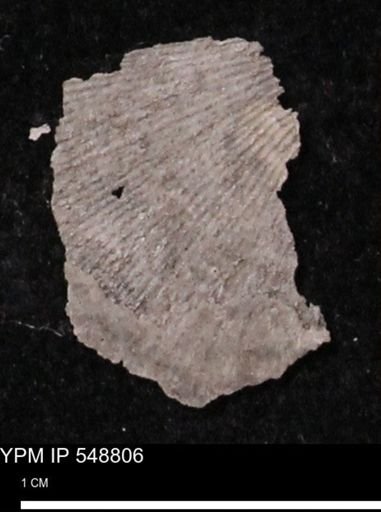 Stropheodonta perplana