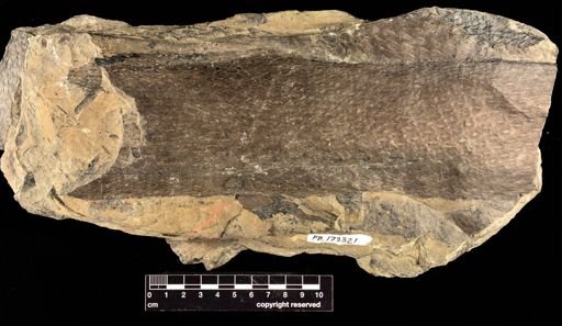 Lepidodendron sp.