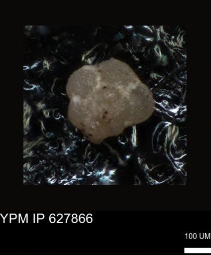 undet. Foraminiferida