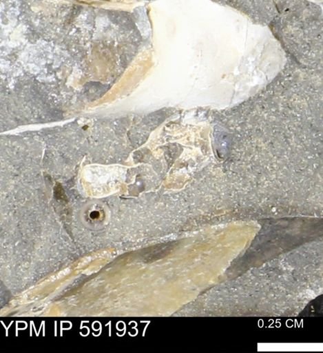 Hoploscaphites
