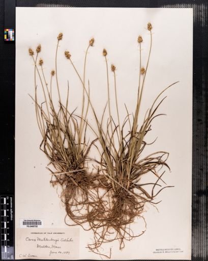 Carex muhlenbergii