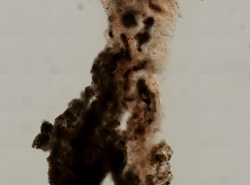 Ircinia cf. fasciculata