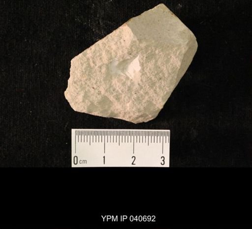 undet. Hexapoda