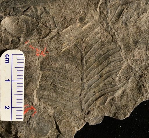 Pecopteris lonchitica
