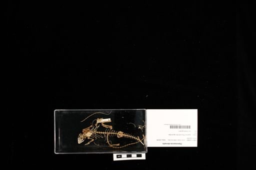 Dipsosaurus dorsalis