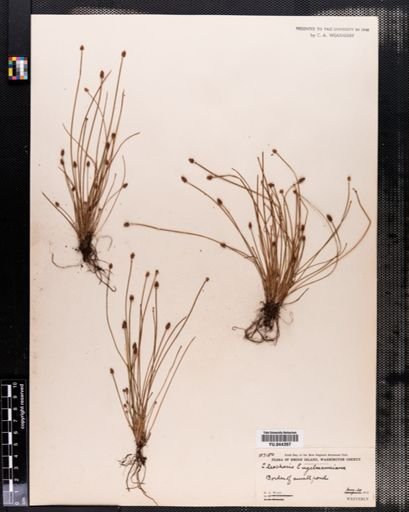 Eleocharis