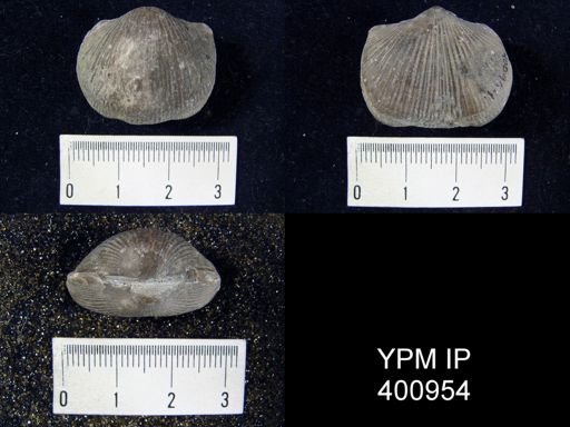 Hebertella occidentalis sinuata