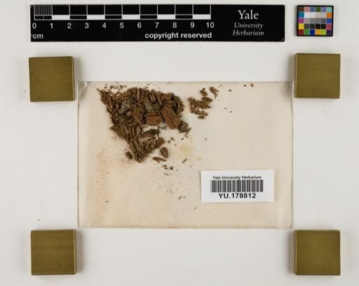 Plantae