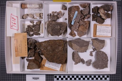 mixed taxa, stratigraphic collection