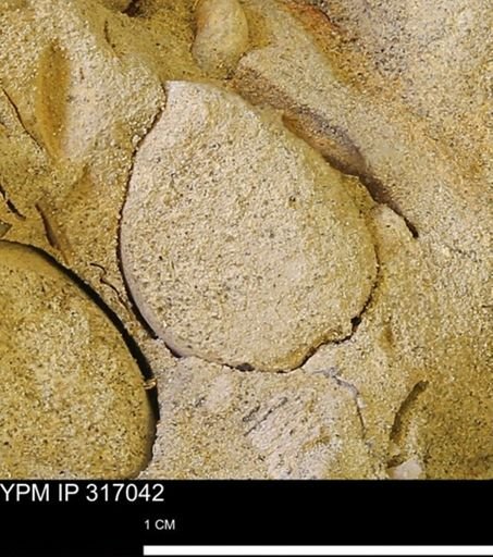 undet. Mollusca